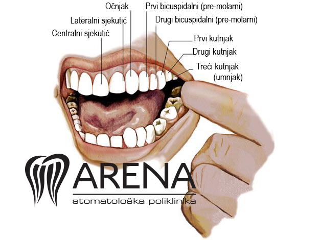 Prikaz zuba u celjusti i njihov naziv.