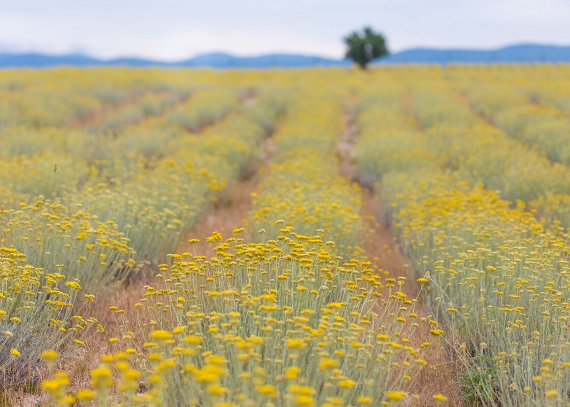 aminess-blog-krk-island-must-see-smilje