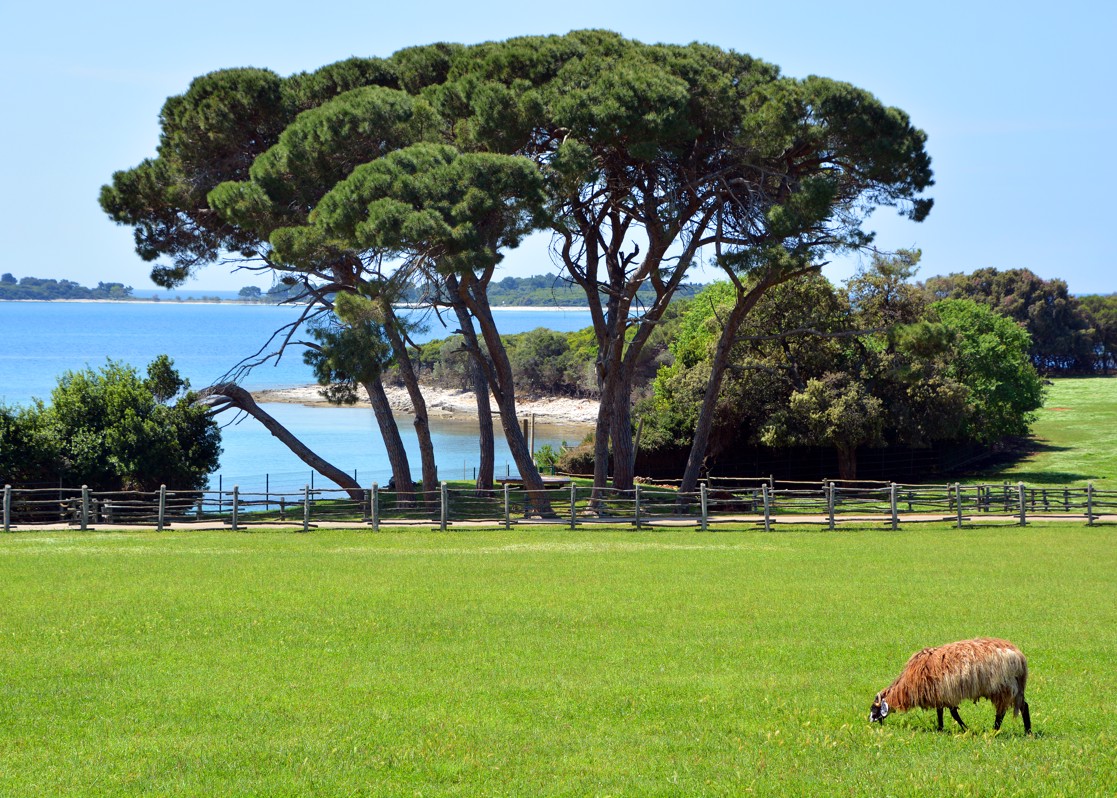 aminess-blog-best-things-to-do-in-istria-brijuni-field