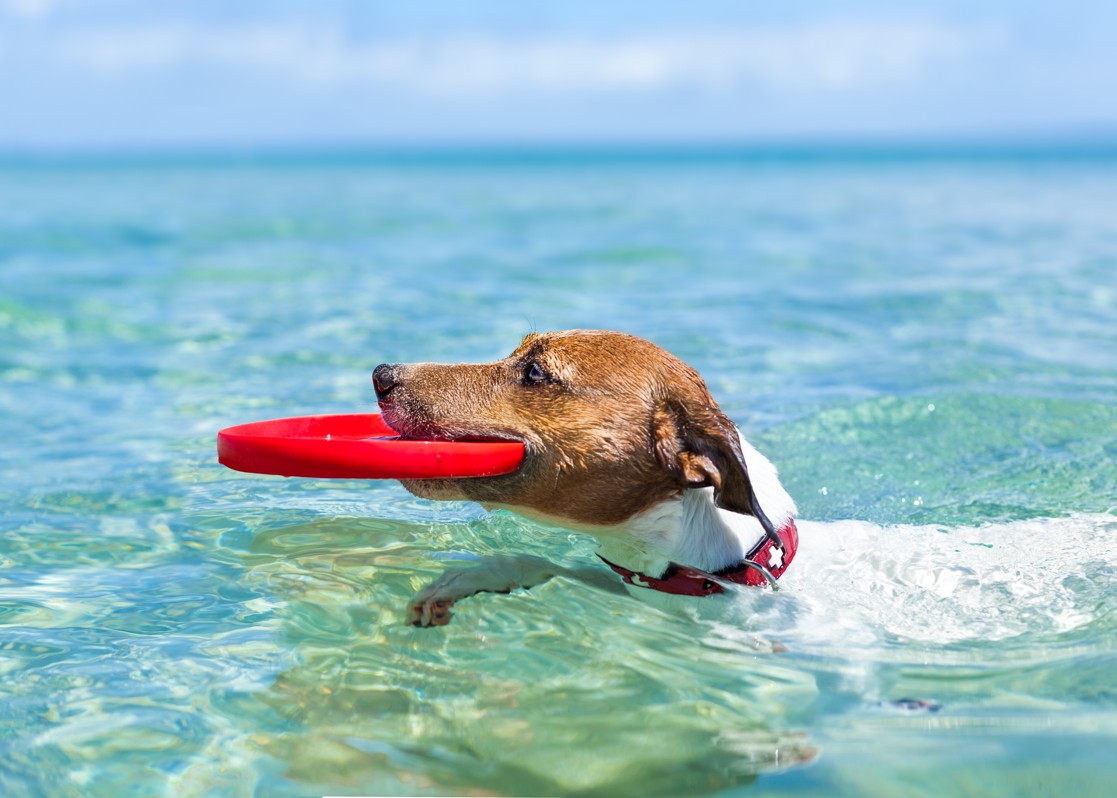 aminess-blog-pet-friendly-beach-croatia