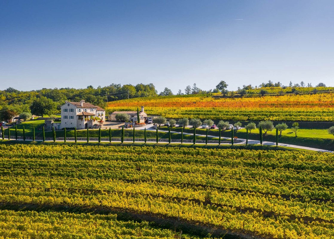 aminess-blog-best-vineyards-istria-country-kabola