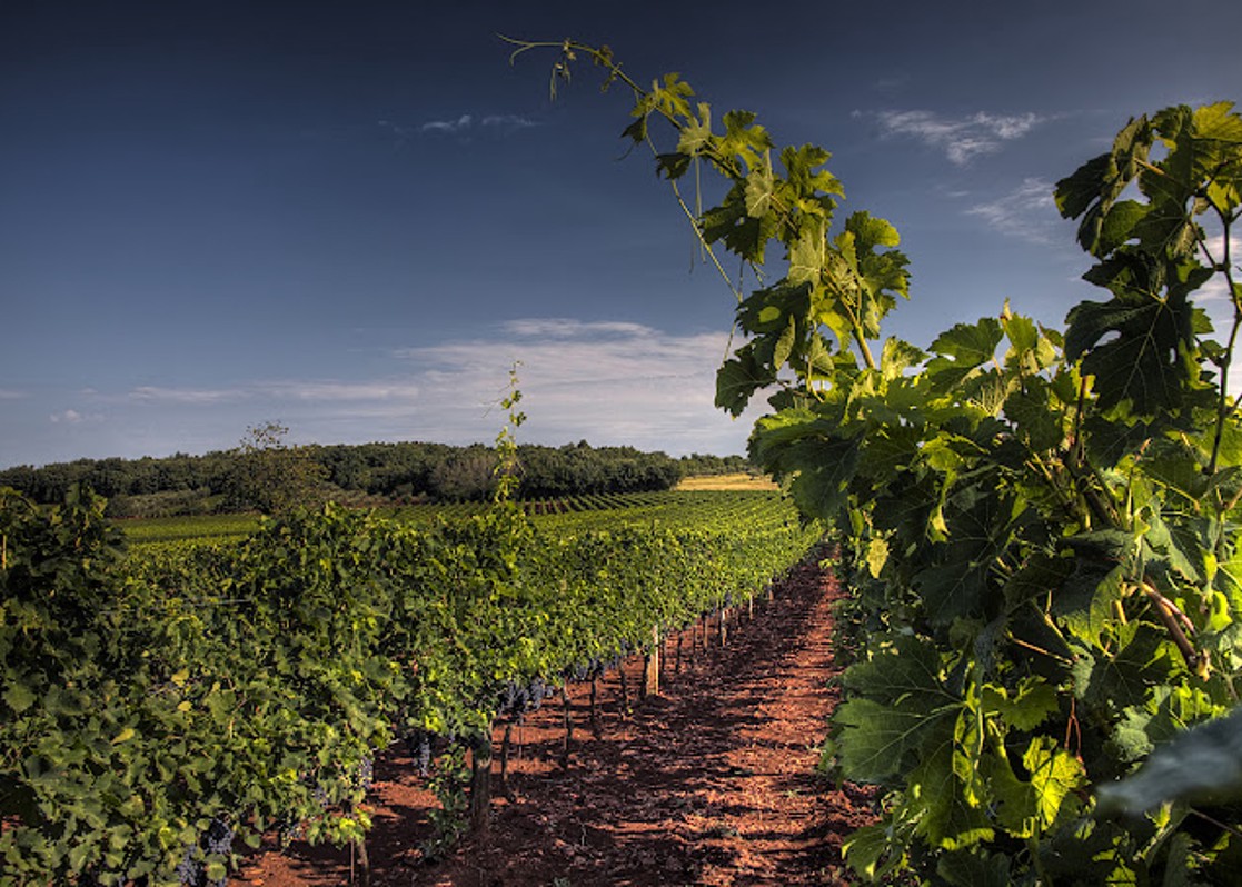 aminess-blog-must-visit-wineries-of-istria-coronica-vineyard