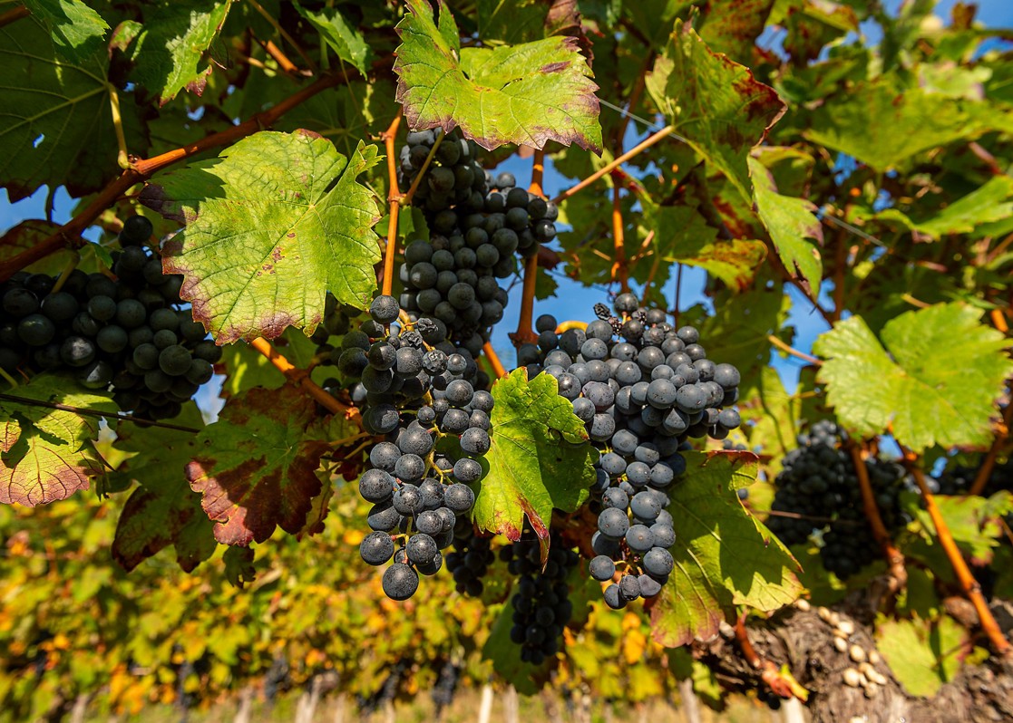 aminess-blog-must-visit-wineries-of-istria-valenta-grapes