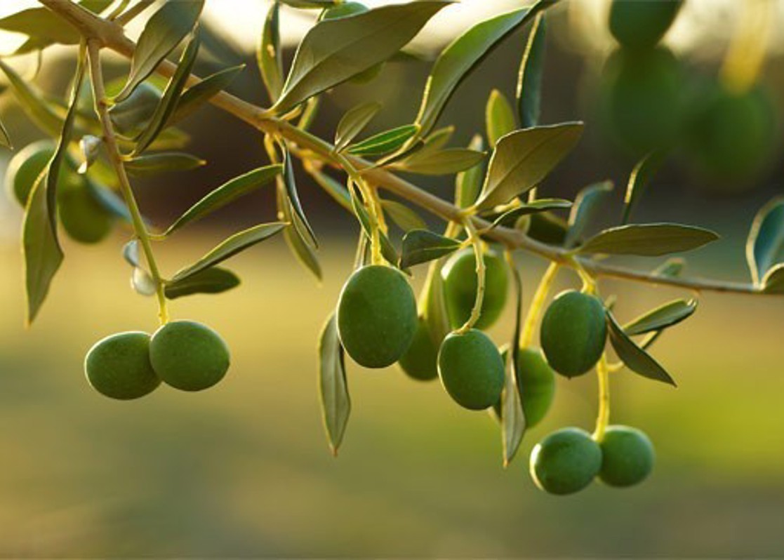 aminess-blog-olive-tree-mediterranean-nature