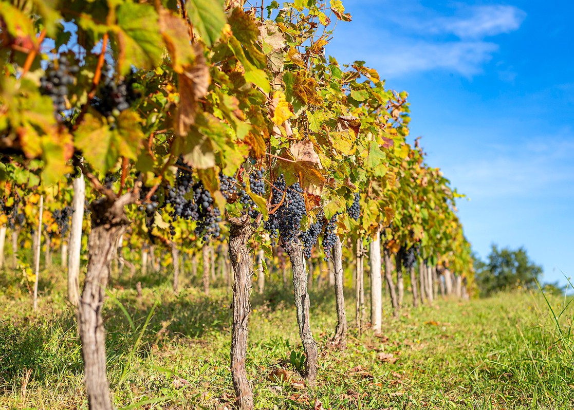 aminess-blog-must-visit-wineries-of-istria-valenta-vineyard