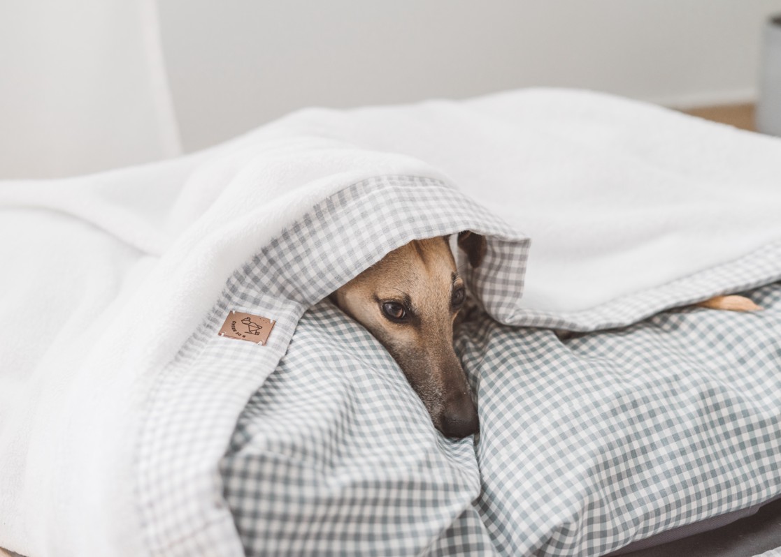 pexels-enzo-muñoz-10627353