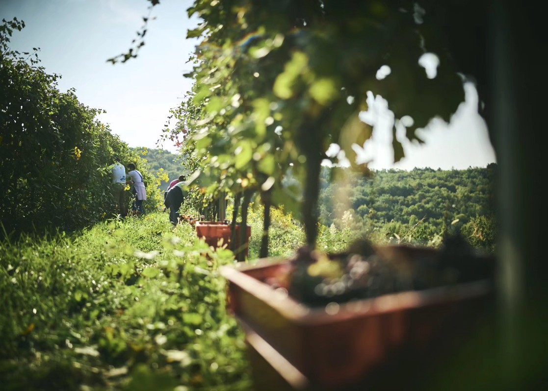 aminess-blog-must-visit-wineries-of-istria-vineyard