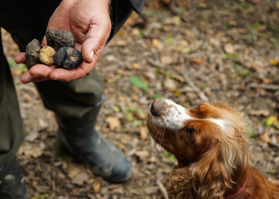 aminess-blog-perfect-autumn-in-croatia-dog-truffle-hunt