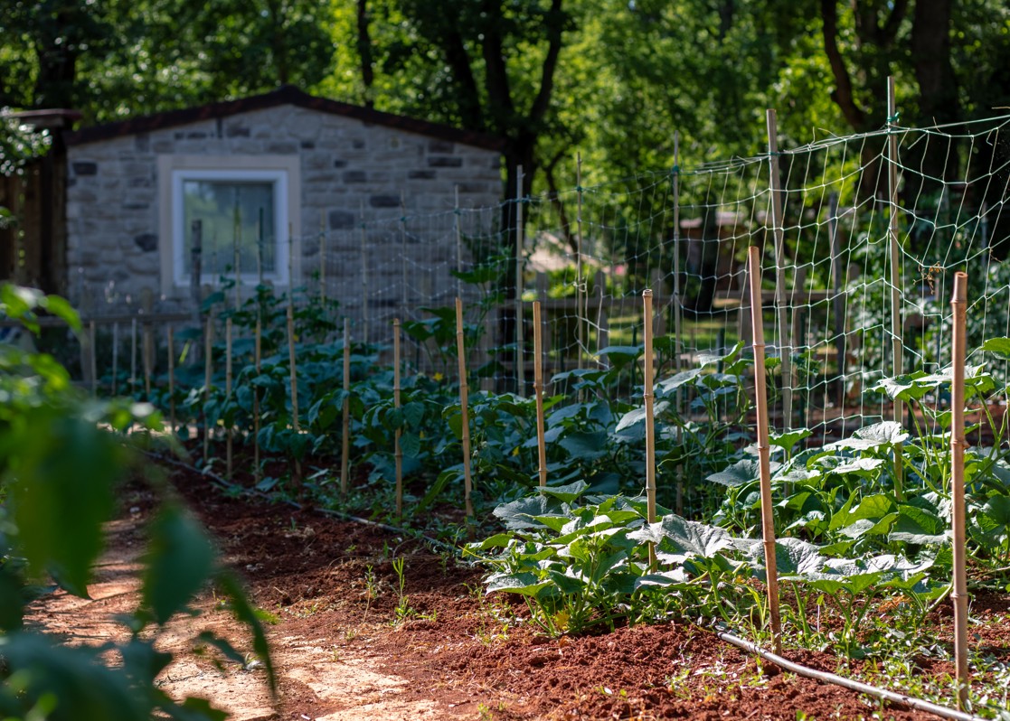 aminess-blog-nature-health-maravea-gardening