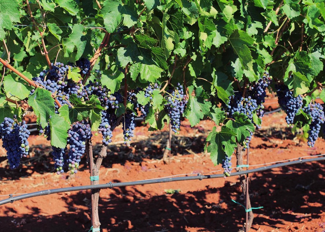 aminess-blog-must-visit-wineries-of-istria-radovan-grapes