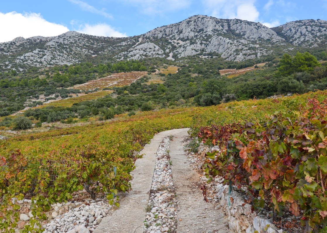 aminess-blog-discovering-peljesac-natural-beauty-wine-tasting