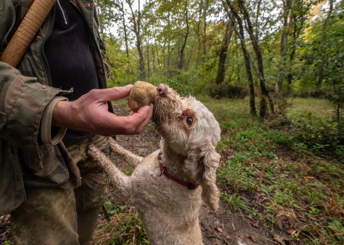 aminess-blog-best-things-to-do-in-istria-truffle-hunt