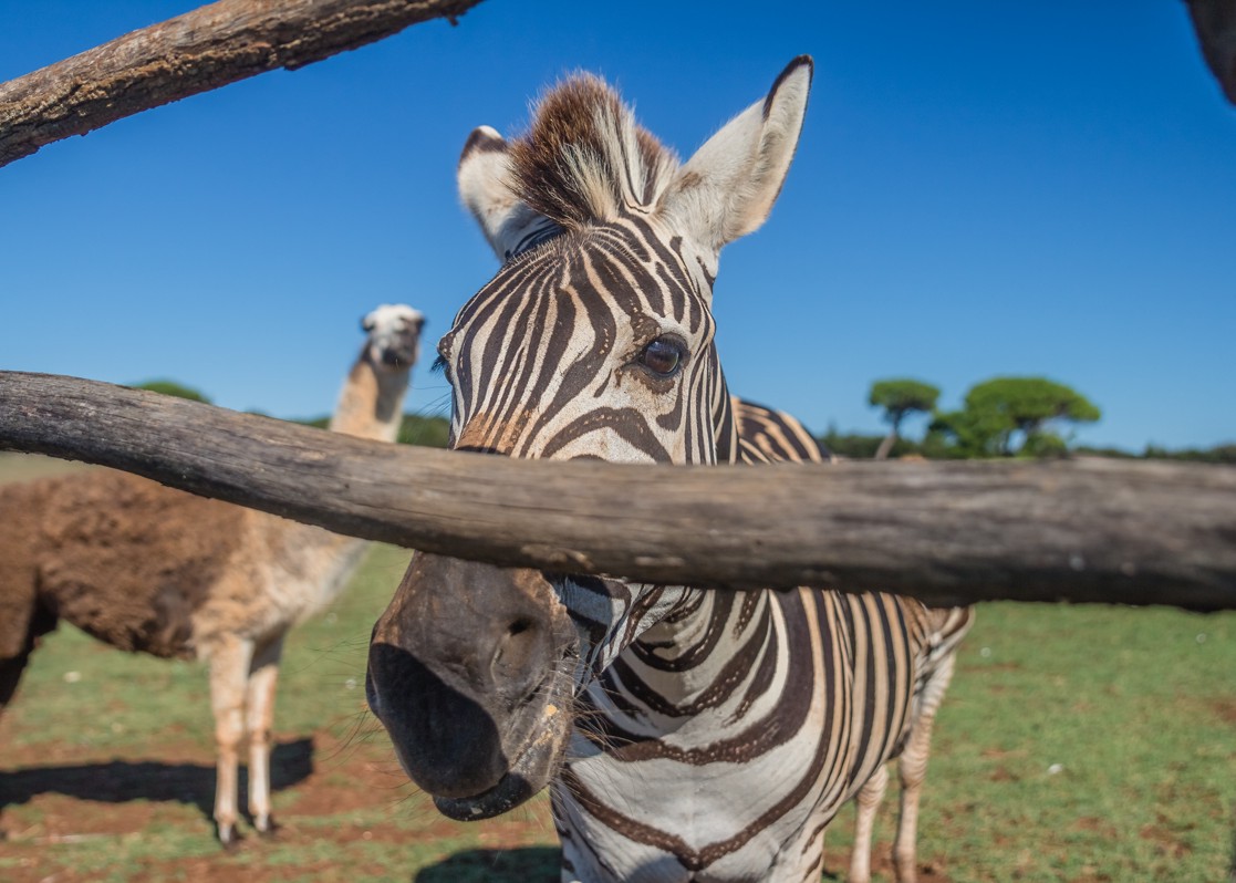 aminess-blog-best-things-to-do-in-istria-brijuni-zebra