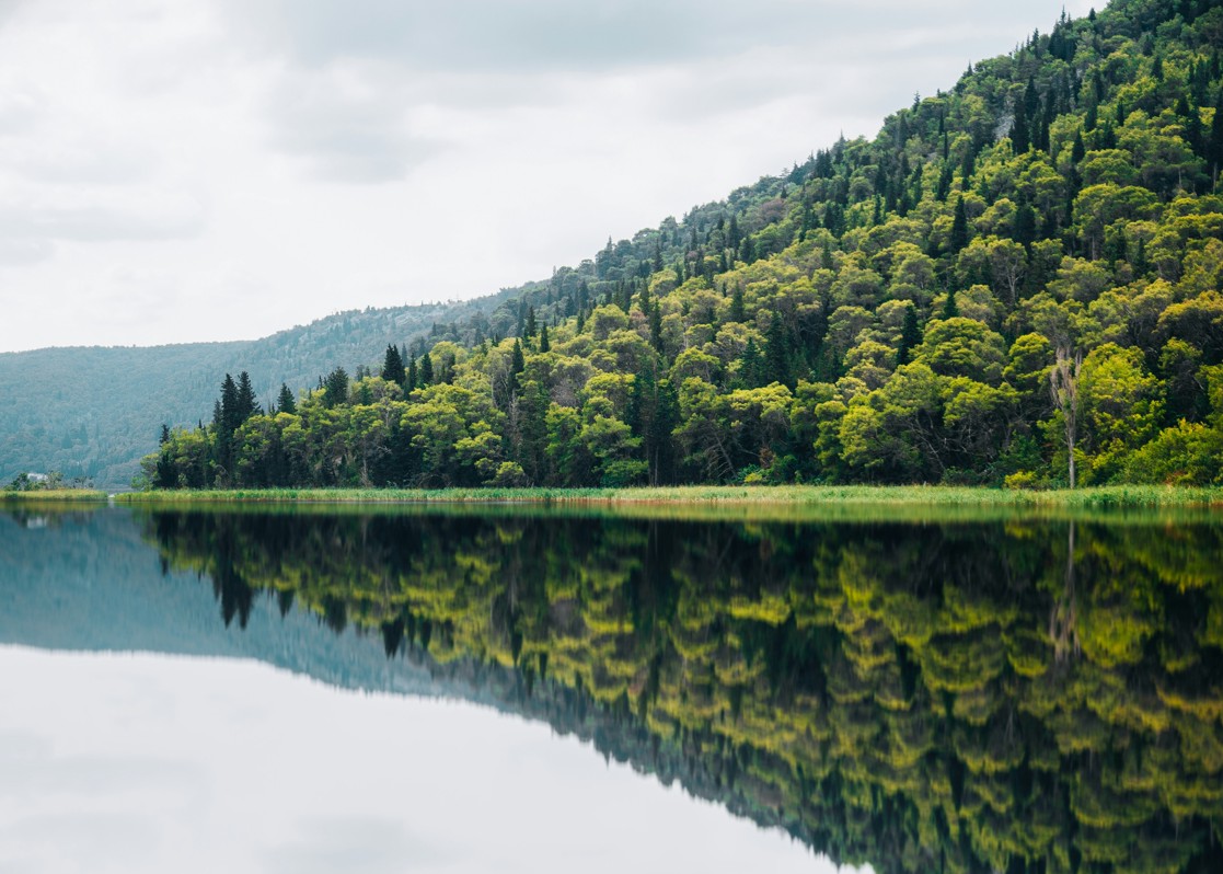 aminess-destination-forest-lake-nature-landscape-reflection