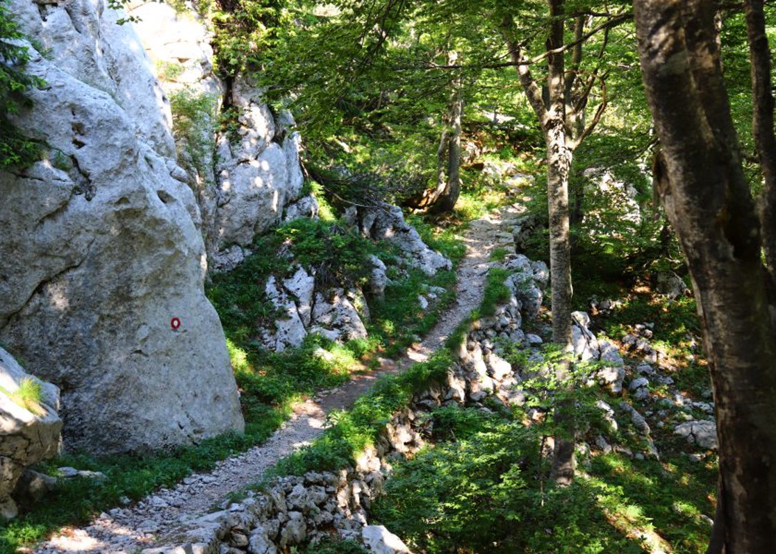 aminess-blog-premuzic-forest-hiking-path
