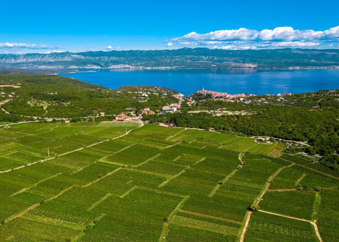 aminess-blog-kvarner-autumn-vineyards-overlooking-sea