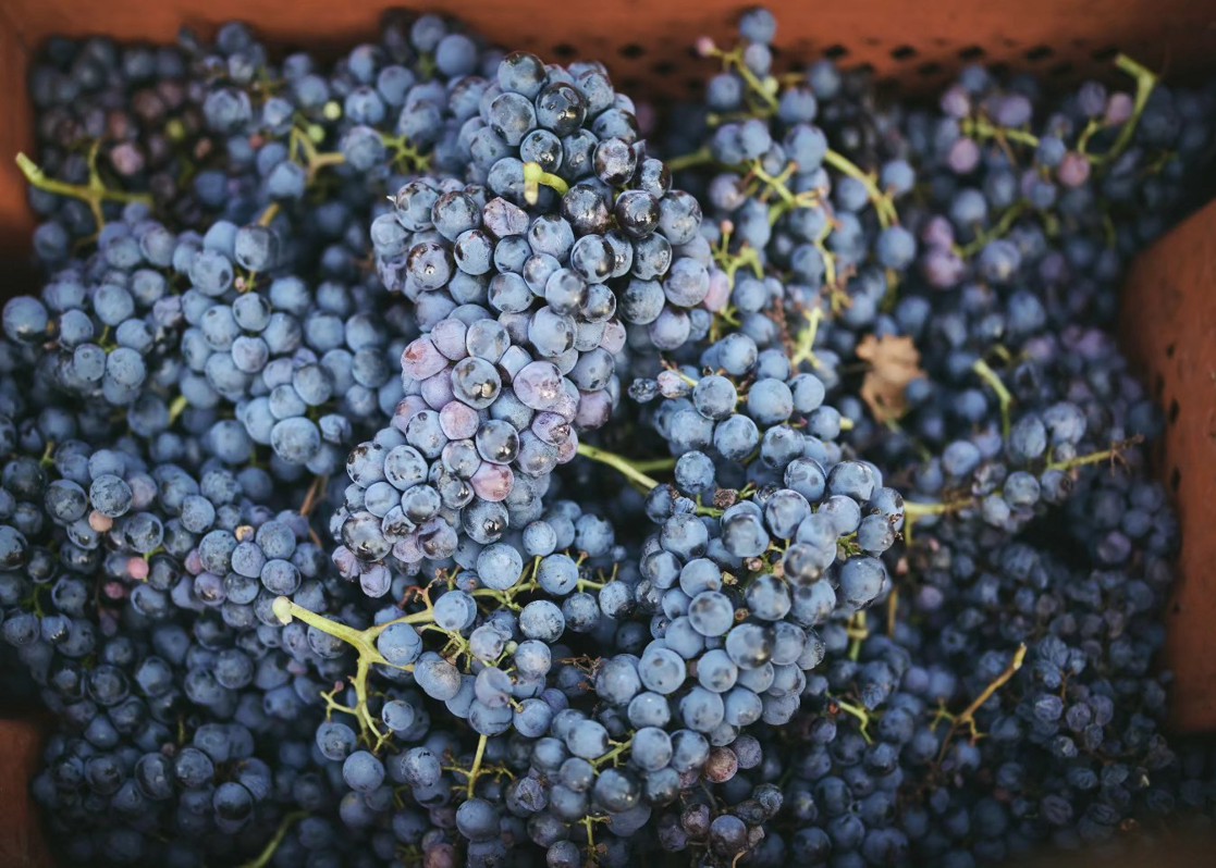 aminess-blog-must-visit-wineries-of-istria-kladir-grapes