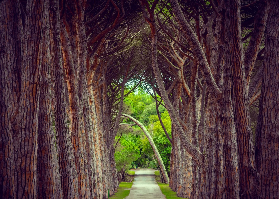 aminess-blog-best-things-to-do-in-istria-forest-road