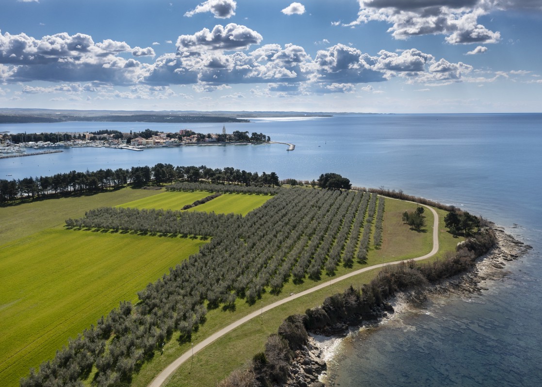 aminess-blog-best-things-to-do-in-istria-novigrad-olive-field