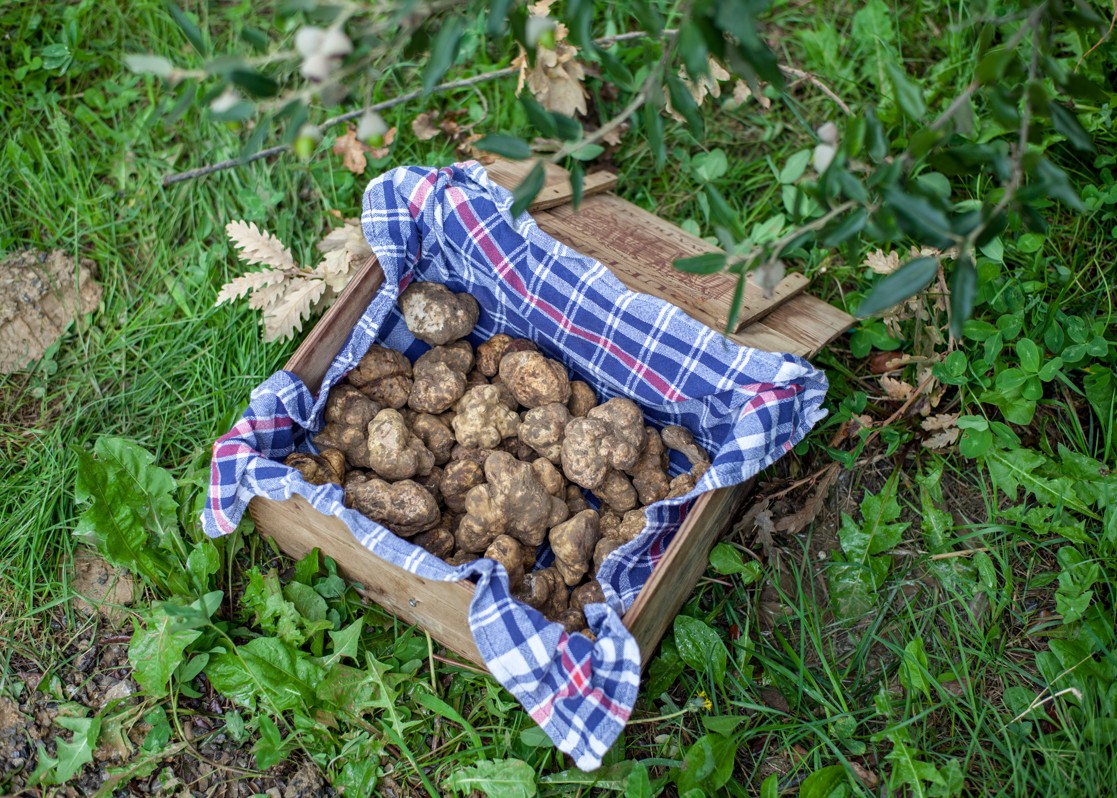 aminess-blog-perfect-autumn-in-croatia-truffles