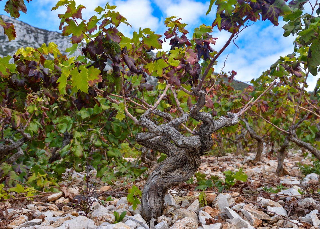 aminess-blog-day-trips-orebic-peljesac-wine-trips