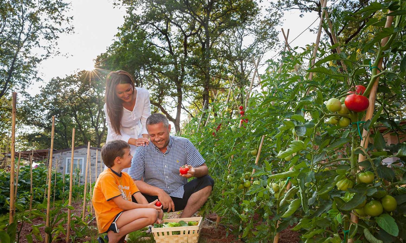 Familie pflückt Tomaten im Garten im Aminess Planet Camping Maravea Resort, Novigrad Kroatien