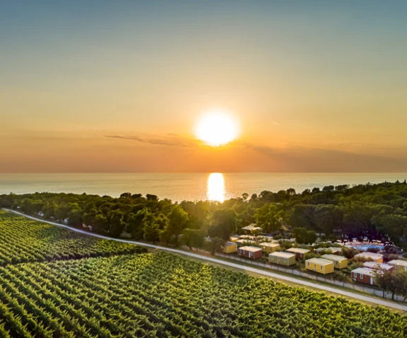 Zračni pogled na vinograde uz more u zalazak sunca.