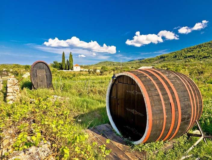 Vineyard on Hvar Island, Croatia, showcasing lush grapevines, rolling hills, and the island’s rich winemaking tradition – Aminess destination travel.
