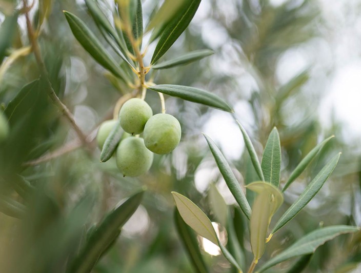 Olivbaum auf der Insel Brač, Kroatien, mit knorrigen Ästen und mediterraner Vegetation, der das reiche landwirtschaftliche Erbe der Insel hervorhebt.