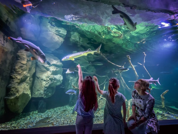 Otroci opazujejo sladkovodne ribe v akvariju Aquatika Karlovac, avtor Denis Stosic