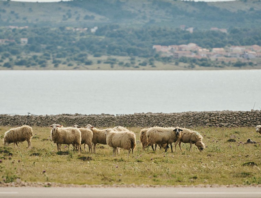 Pag è rinomata per le sue pecore locali, il cui latte viene utilizzato per creare il famoso Paški sir dell'isola, un formaggio ricco e saporito amato da molti.