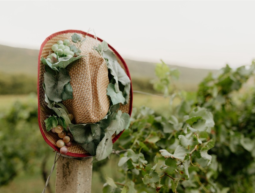 A vineyard in the Pavlomir region near Novi Vinodolski, with a rustic hat adorned with leaves resting on a wooden post, surrounded by lush green vines.