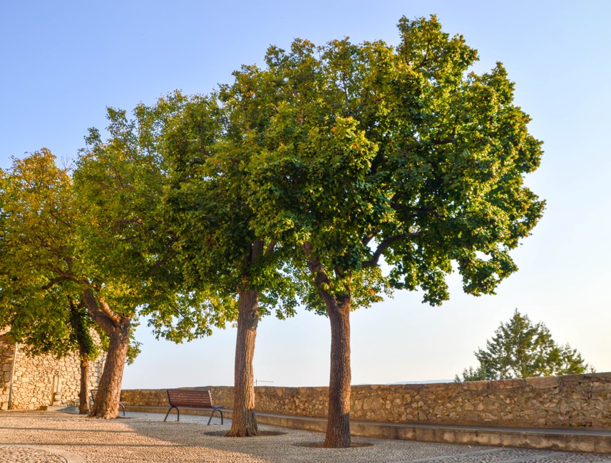 Historic old town square with lush green trees in Novi Vinodolski, Croatia, under a clear sky.