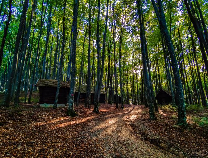 Bospad door dicht bos met houten hutten en herfstbladeren