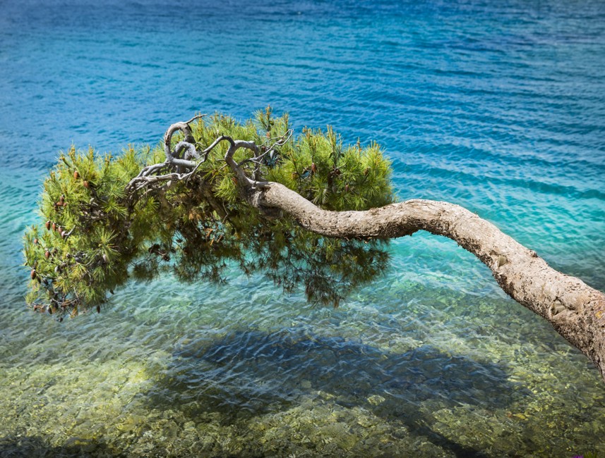 Pijnboom boven kristalheldere turquoise zee