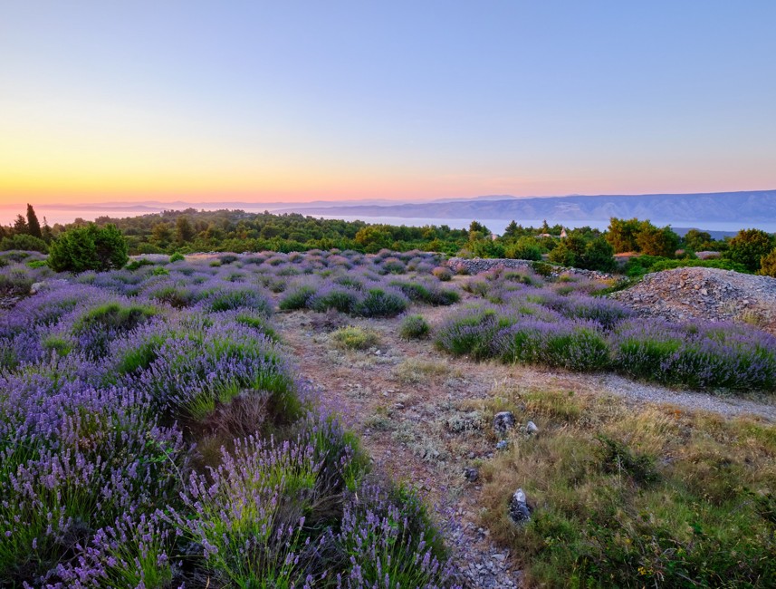 Campo di lavanda a Hvar con vista sul mare e sui monti al tramonto.