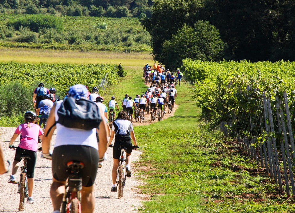 Groep fietsers rijdt door een wijngaard bij Aminess Planet Camping Maravea Resort, Novigrad Kroatië