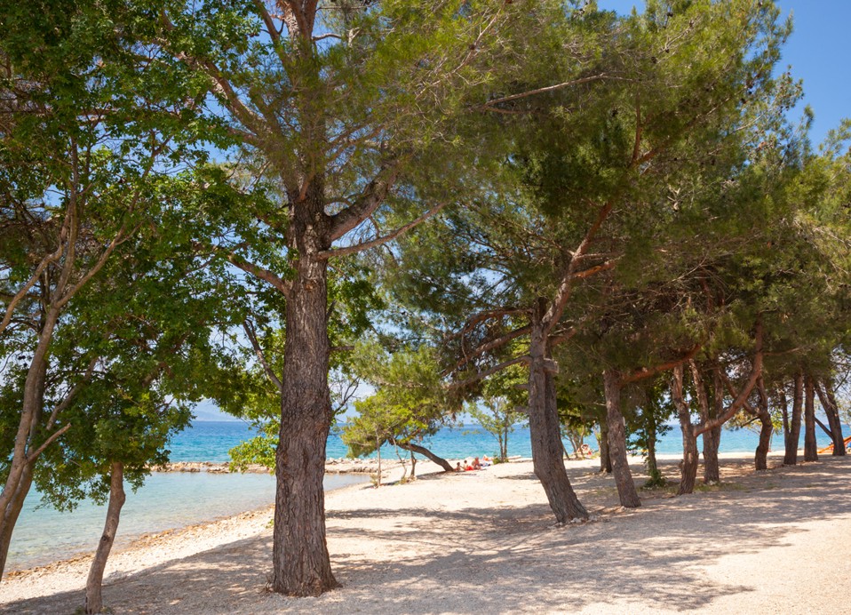 Vista sulla spiaggia con pini presso Aminess Style Camping Atea Resort, che offre un rifugio ombreggiato.