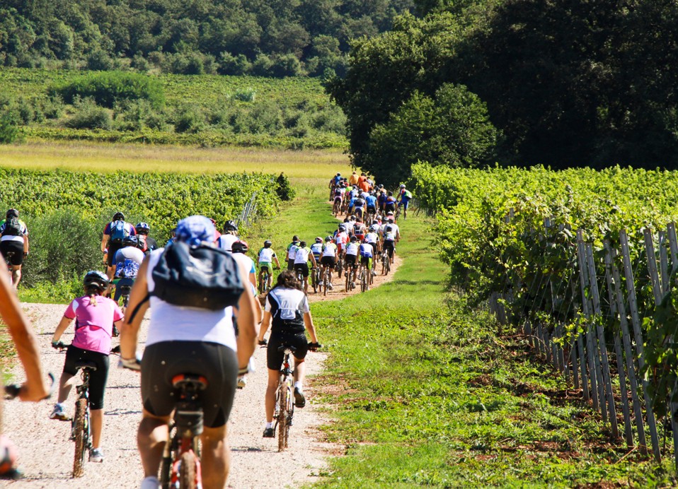 Gruppe beim Radfahren durch üppige Weinberge in der Nähe des Aminess Vival Lišanj Family Hotels, genießt ein malerisches Landerlebnis.