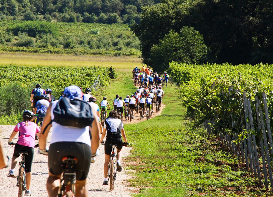 Eine Gruppe von Radfahrern fährt durch einen Weinberg in der Nähe von Novigrad