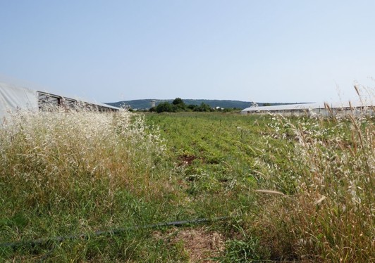 štaf11