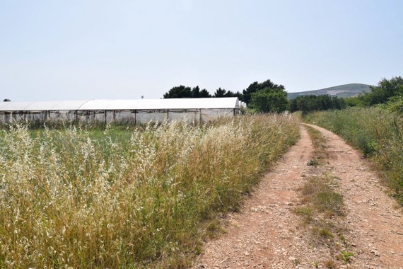 štaf