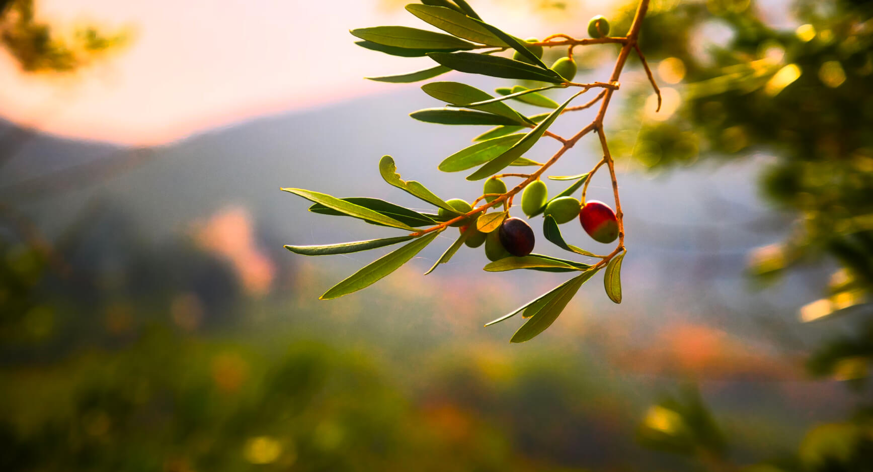 Krupan plan maslinove grane s maslinama