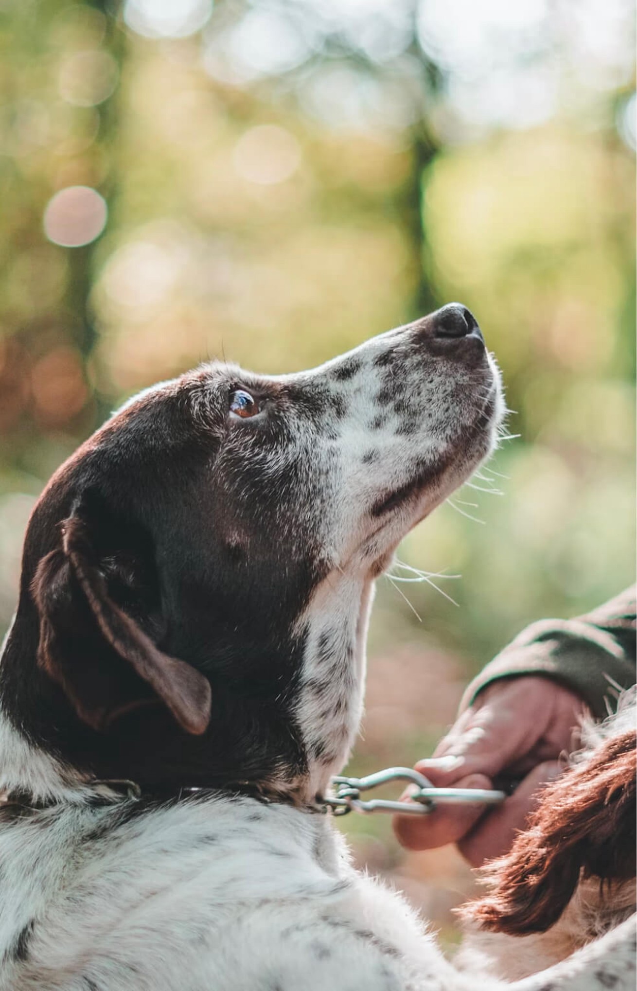 Tartufarski pas gleda gore