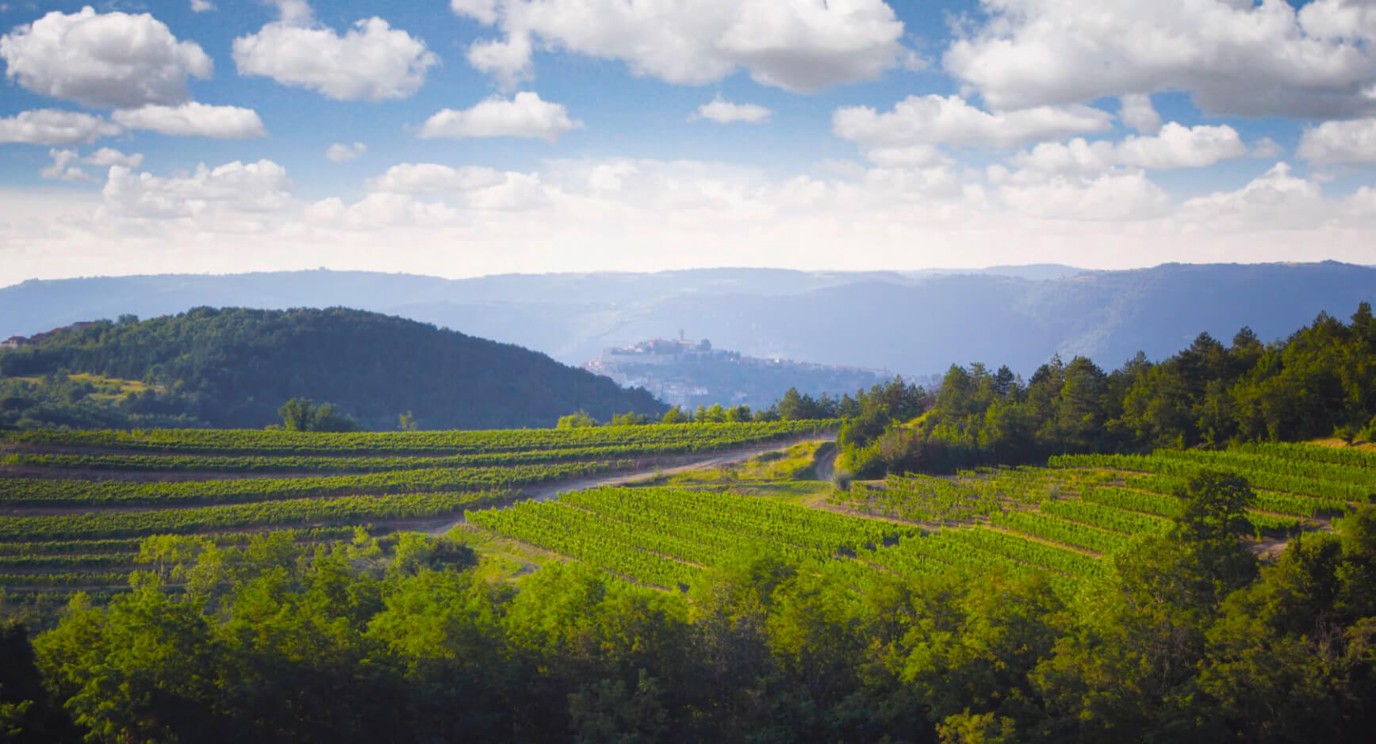 Weinberg in Istrien mit dem Dorf Motovun im Hintergrund