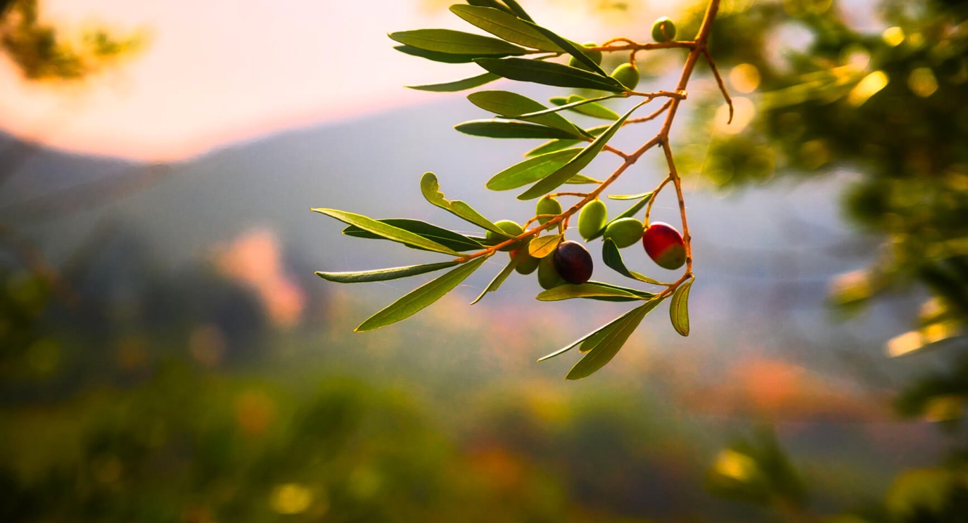 Nahaufnahme eines Olivenzweigs mit Oliven