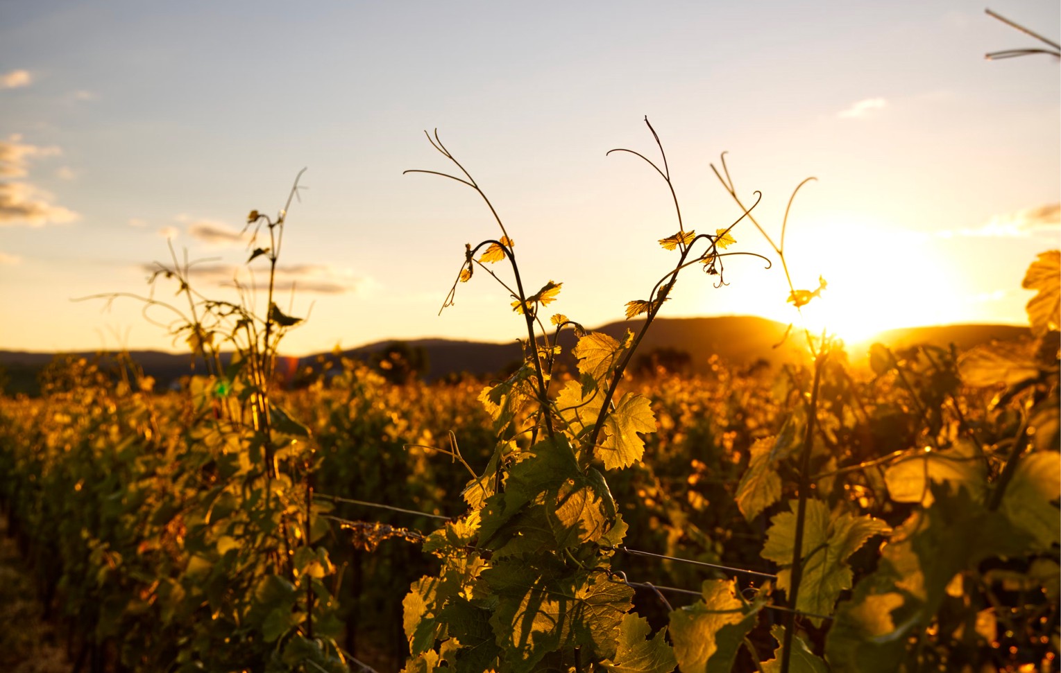 Weinberge im Sonnenuntergang in Istrien